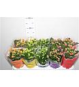 Kalanchoe blos. Calandiva Ø10,5 mix