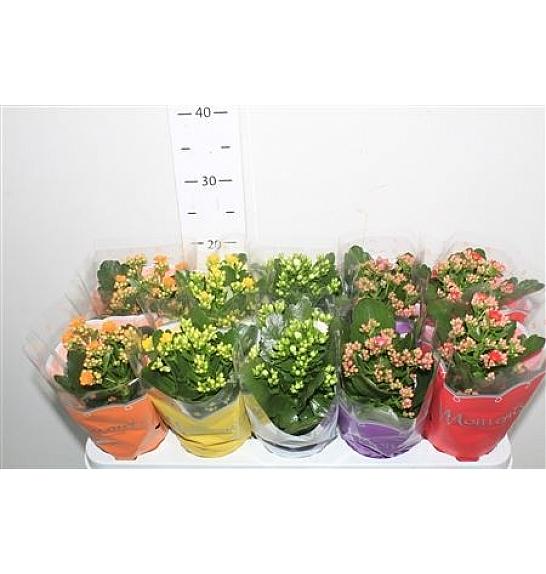 Kalanchoe blos. Calandiva Ø10,5 mix