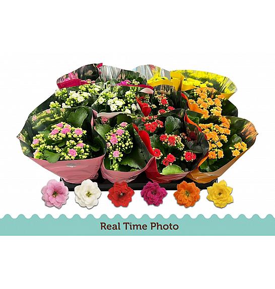 Kalanchoe blos. Calandiva Ø9 mix