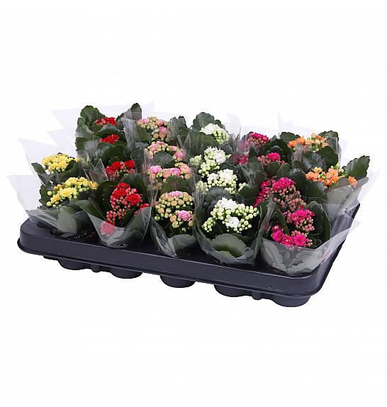 Kalanchoe blos. Calandiva Ø6 mix