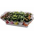 Kalanchoe blos. Calandiva Ø12 mix