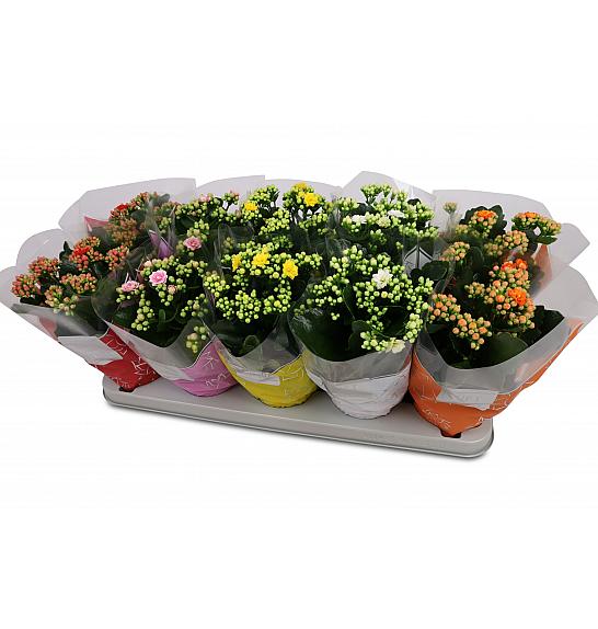 Kalanchoe blos. Calandiva Ø12 mix