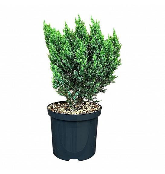 Juniperus x media Blue Chiffon C2,5 Lit. 25-30 cm