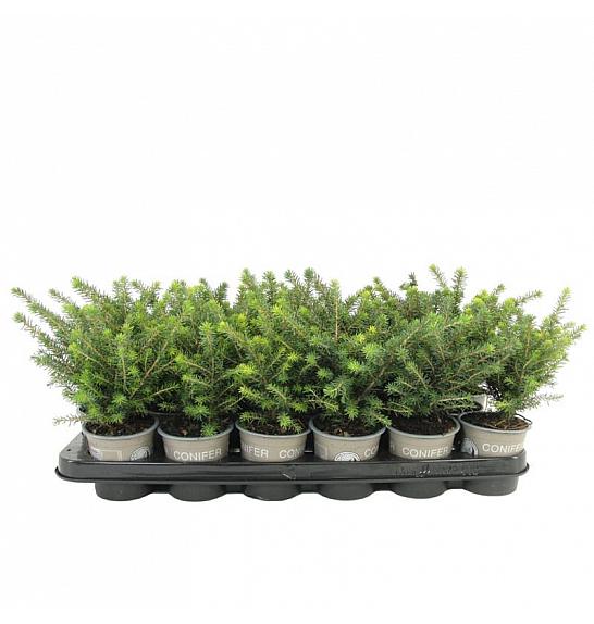 Juniperus virginiana Grey Owl Ø9