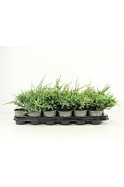 Juniperus squamata Holger Ø9