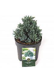 Juniperus squamata Blue Star C2,5 Lit. 20-25 cm