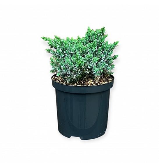 Juniperus squamata Blue Star C2,5 Lit. 20-25 cm