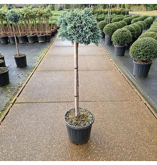 Juniperus squamata Blue Star C11 Lit. Na steblu 80 cm