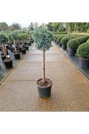 Juniperus squamata Blue Star C11 Lit. Na steblu 60 cm