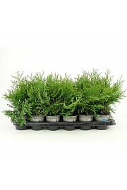 Juniperus scopulorum Moonglow Ø9