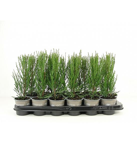 Juniperus scopulorum Blue Arrow Ø9