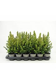 Juniperus scopulorum Blue Arrow Ø9
