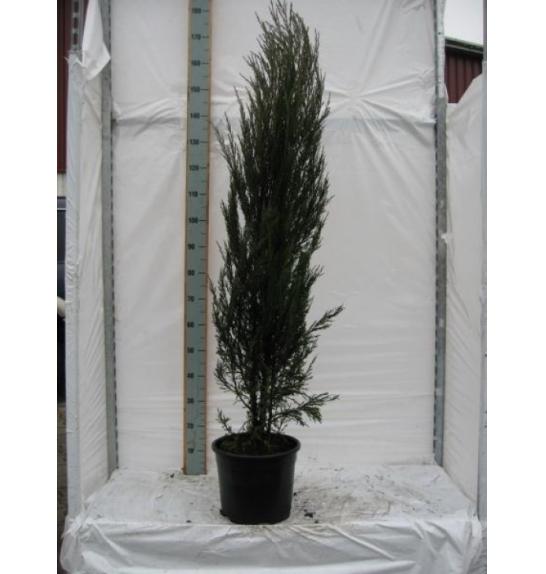 Juniperus scoparicus Blue Arrow C15 Lit. 140-160 cm