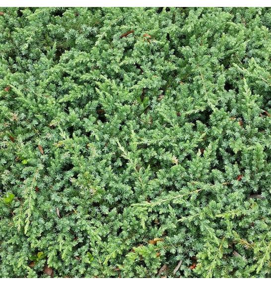 Juniperus procumbens Nana Ø15 15-20 cm