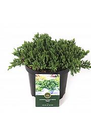 Juniperus procumbens Nana C2,5 Lit. 20-25 cm