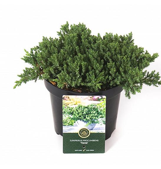 Juniperus procumbens Nana C2,5 Lit. 20-25 cm