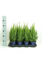 Juniperus pingii Loderi C1 Lit. 15-20 cm