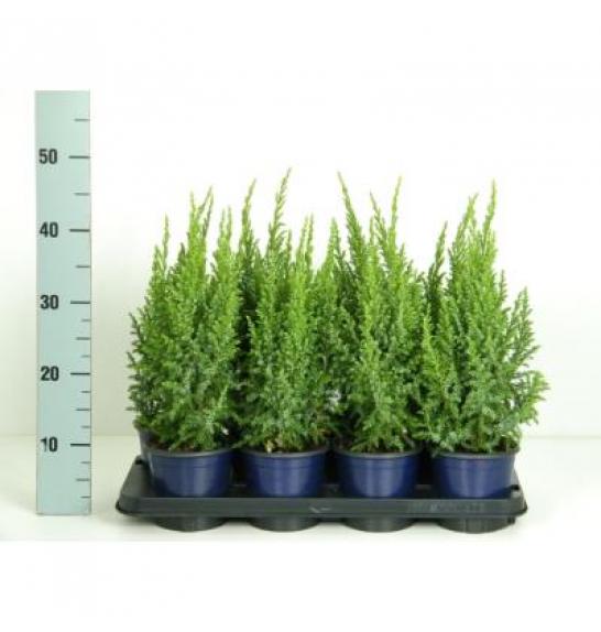 Juniperus pingii Loderi C1 Lit. 15-20 cm