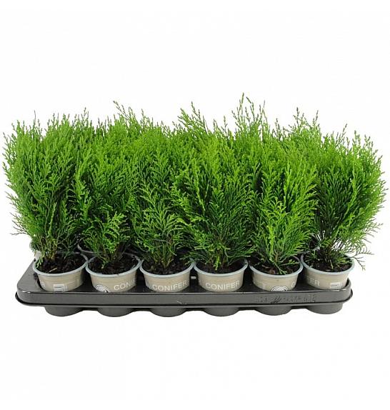 Juniperus pfitzeriana Old Gold Ø9