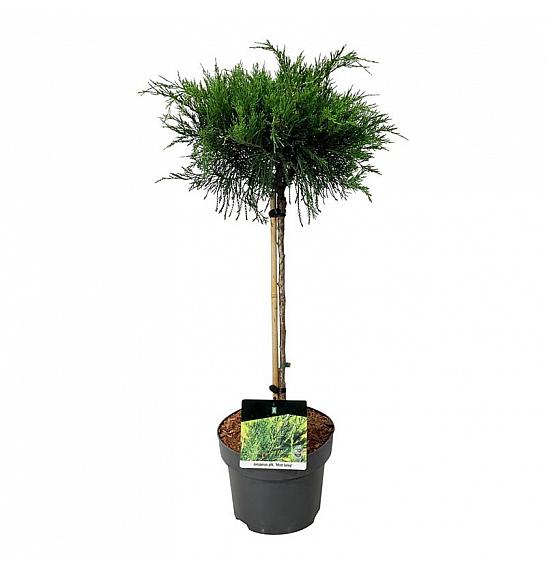 Juniperus pfitzeriana Mint Julep C5 Lit. Na steblu 40 cm