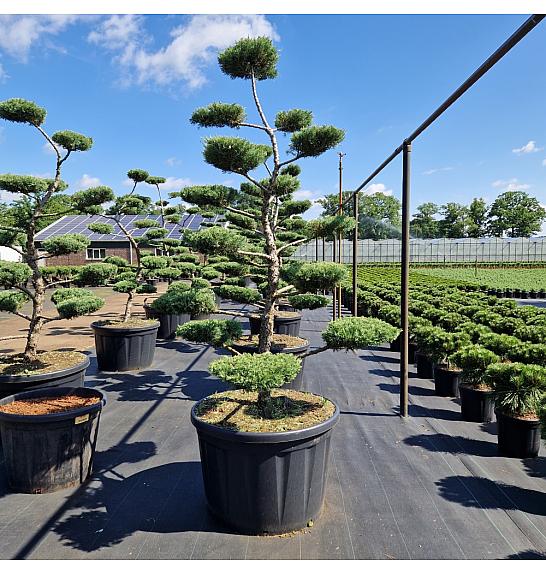 Juniperus media Pfitzeriana compacta C230 Lit. 180-200 cm Bonsai