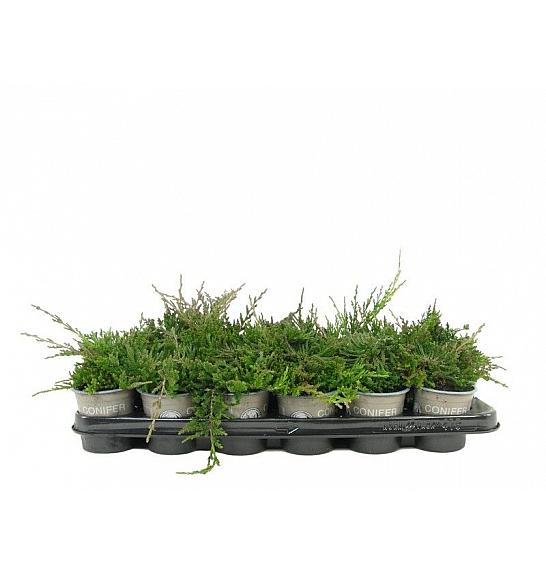 Juniperus horizontalis Wiltonii Ø9