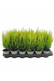 Juniperus horizontalis Wiltonii Ø9