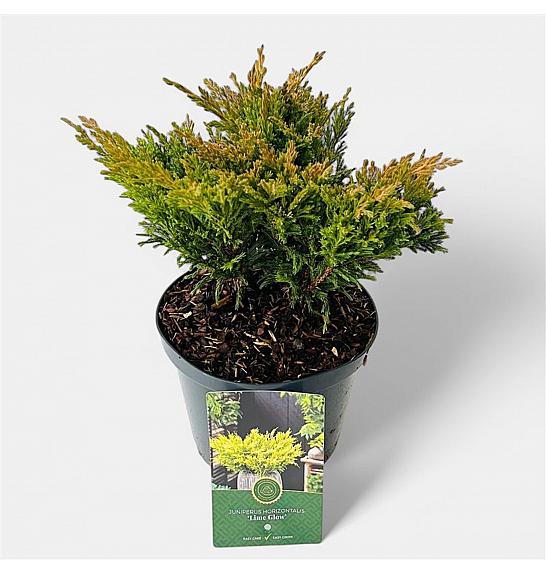 Juniperus horizontalis Lime Glow C2,5 Lit. 20-25 cm