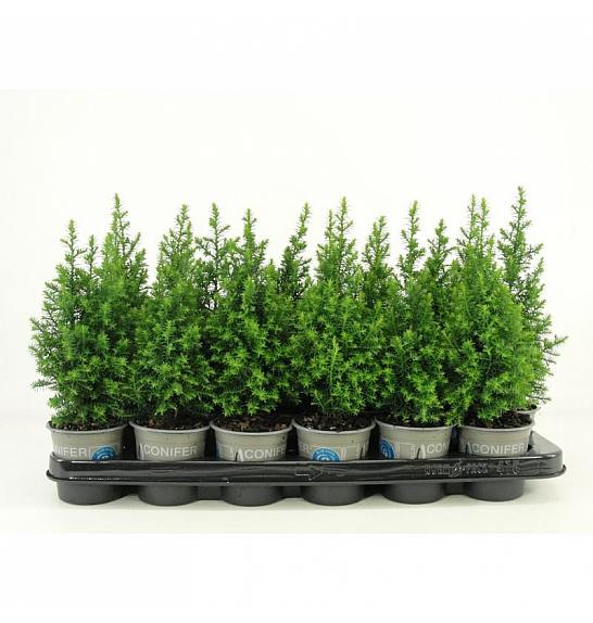 Juniperus horizontalis Golden Carpet Ø9