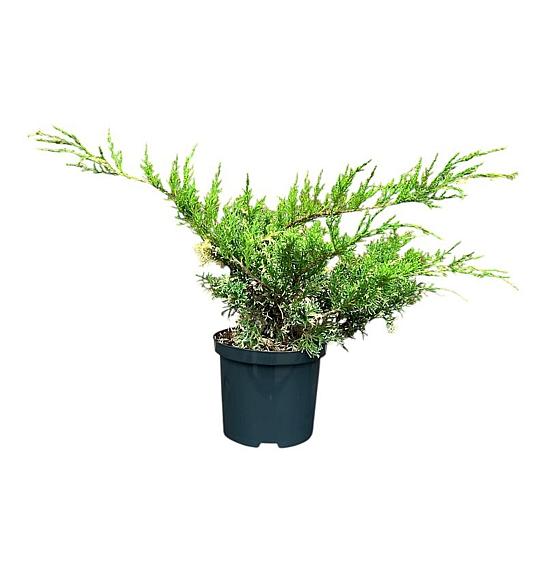 Juniperus pfitzeriana White Splash C2,5 Lit. 25-30 cm
