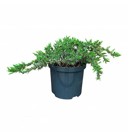 Juniperus conferta Schlager C2,5 Lit. 25-30 cm