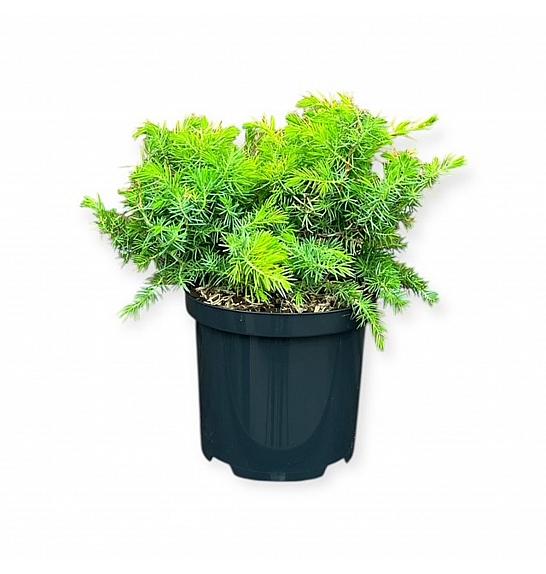 Juniperus conferta All Gold C2,5 Lit. 25-30 cm