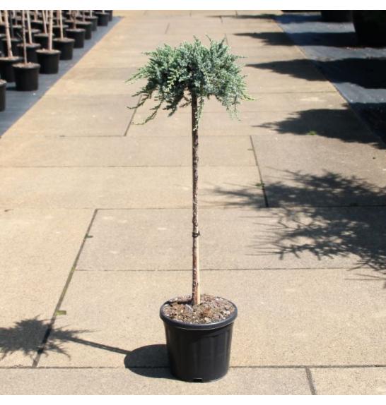 Juniperus communis Siberica C11 Lit. Na steblu 80 cm