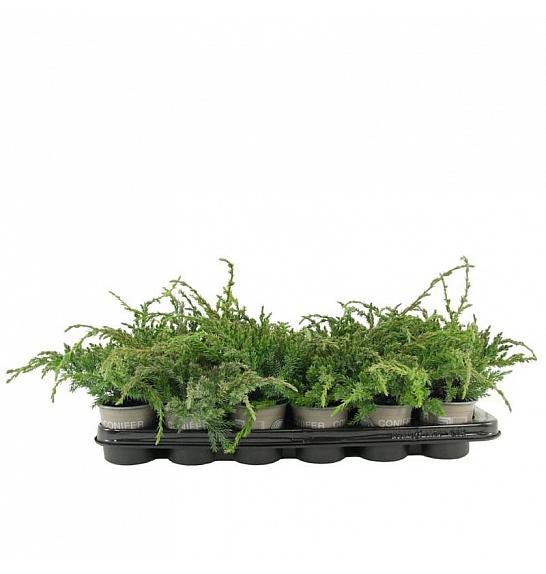 Juniperus communis Repanda Ø9