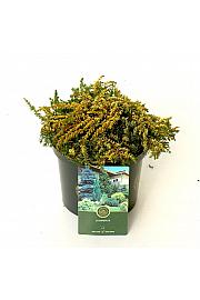 Juniperus communis Lemon Carpet C2,5 Lit. 20-25 cm