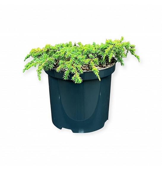 Juniperus communis Lemon Carpet C2,5 Lit. 20-25 cm