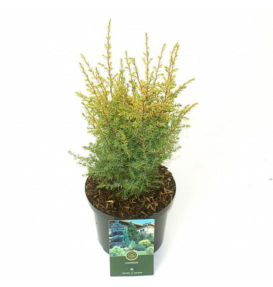 Juniperus communis Gold Cone C2,5 Lit. 20-25 cm