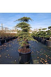 Juniperus communis Green Carpet C65 Lit. 120/+ cm Bonsai
