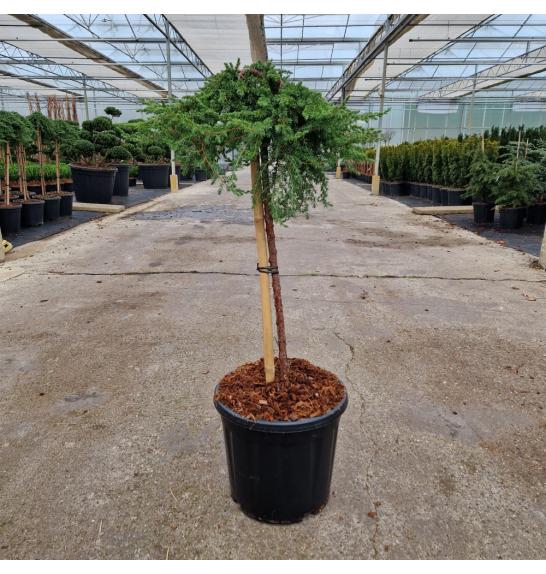 Juniperus communis Green Mantle C15 Lit. Na steblu 60 cm