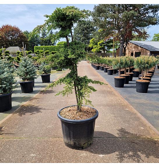Juniperus communis Green Carpet C35 Lit. 90-100 cm Bonsai