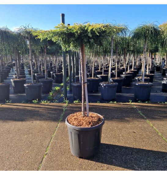 Juniperus communis Goldschatz C15 Lit. Na steblu 60 cm