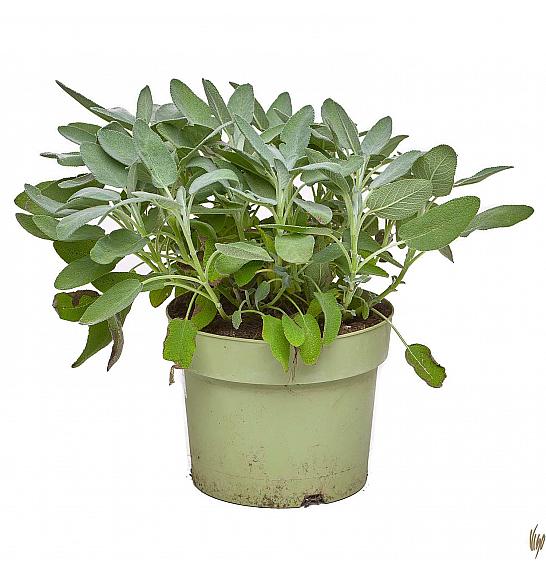 Salvia maxima Ø19
