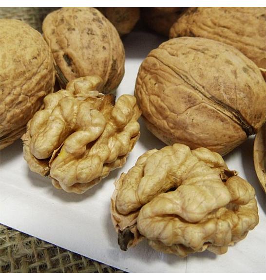 Juglans regia Mars C7,5 Lit. 125-150 cm