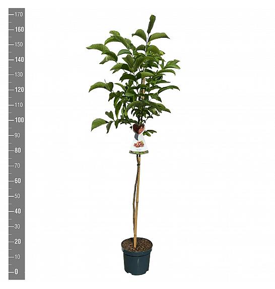 Juglans regia C7,5 Lit. 125-150 cm