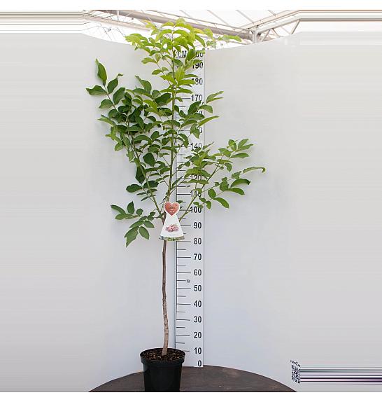 Juglans regia C7,5 Lit. 125-150 cm