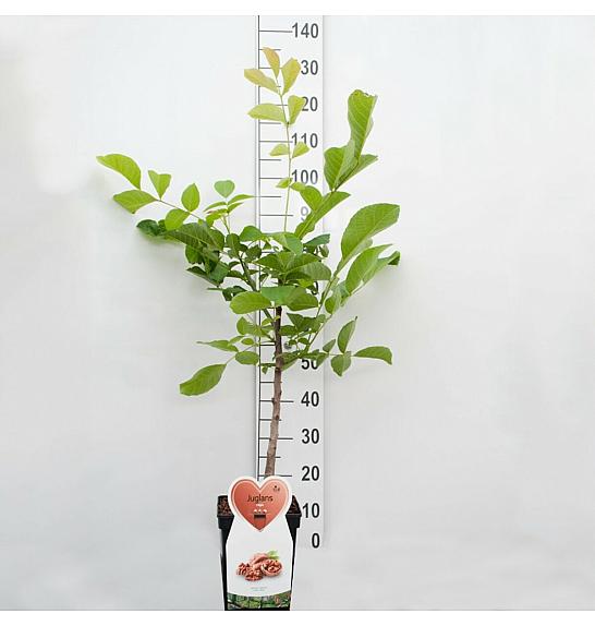 Juglans regia C5 Lit. 80-100 cm Patio