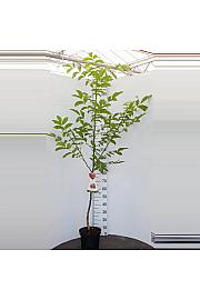 Juglans regia Buccaneer C7,5 Lit. 125-150 cm