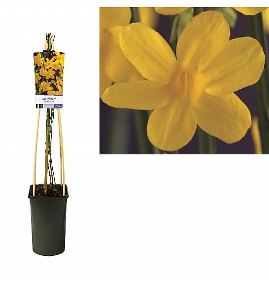 STARRE Jasminum nudiflorum