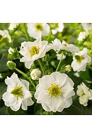 Jagode Summer Breeze White Ø10,5