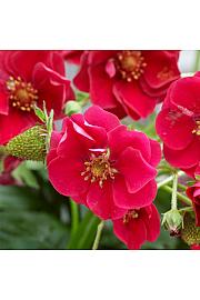 Jagode Summer Breeze Rosa Ø10,5